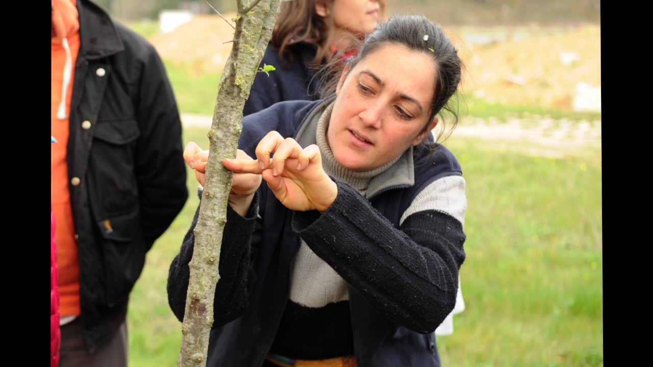 La Greffe des Arbres Fruitiers