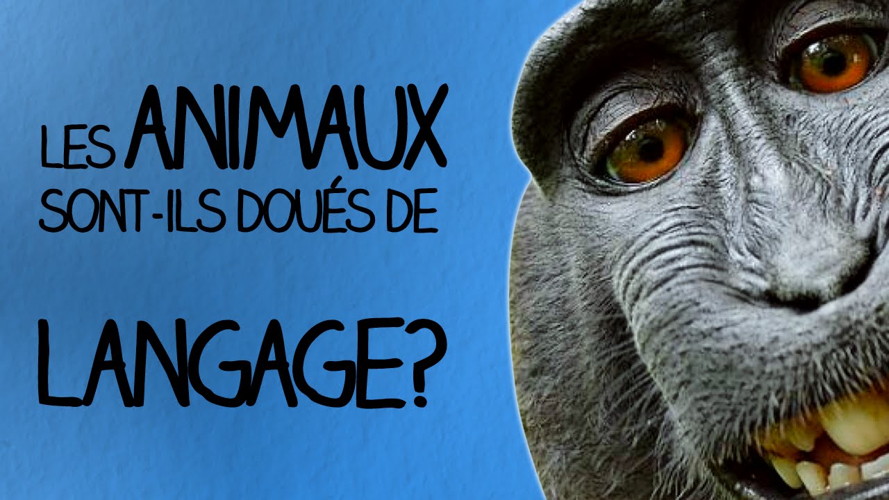 Les animaux sont-ils doués de langage? - Ma Langue dans Ta Poche #4