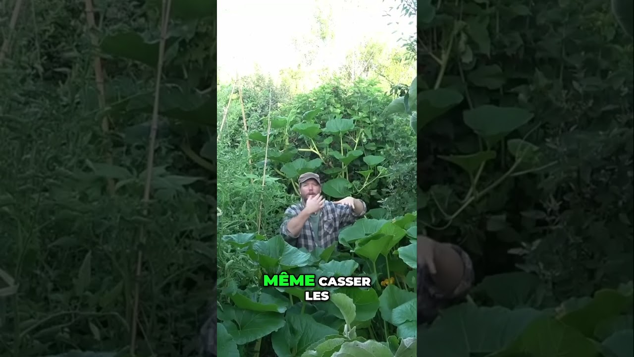 Jardiner Près des Arbres: Astuces Anti-Racines pour Légumes!